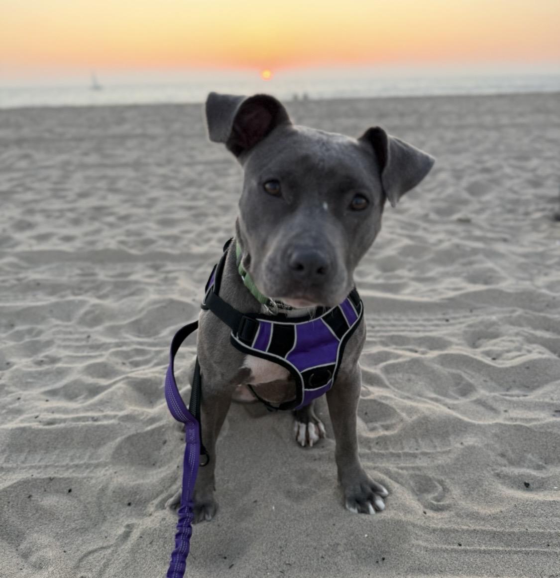 Enlarge Sia, a Adoptable mixed breed in Santa Monica, CA image 3/4
