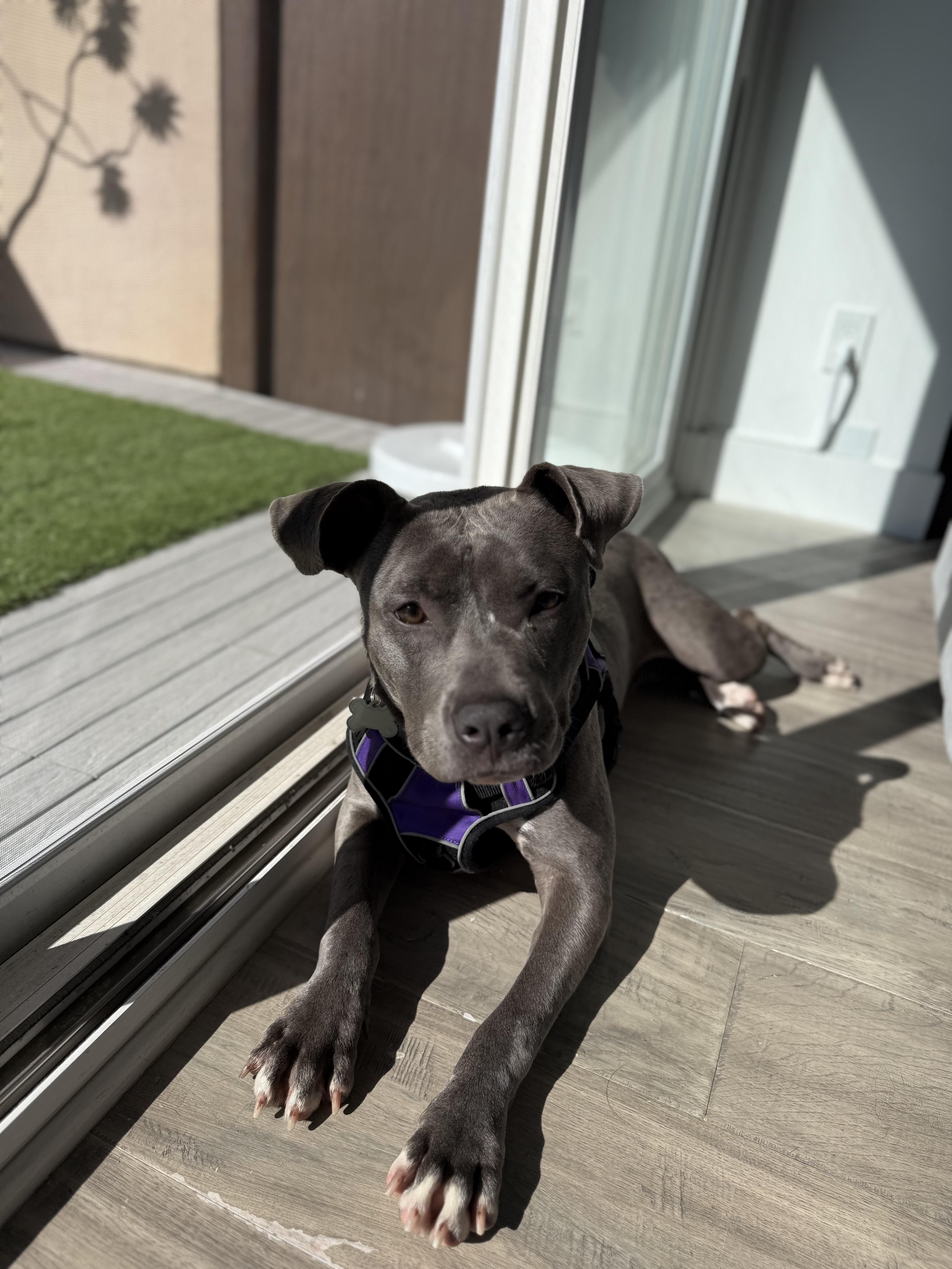 Sia, Adoptable, Young Female Staffordshire Bull Terrier.