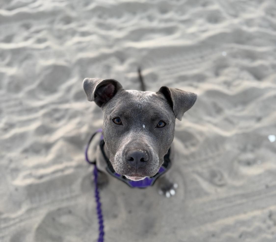 Enlarge Sia, a Adoptable mixed breed in Santa Monica, CA image 2/4