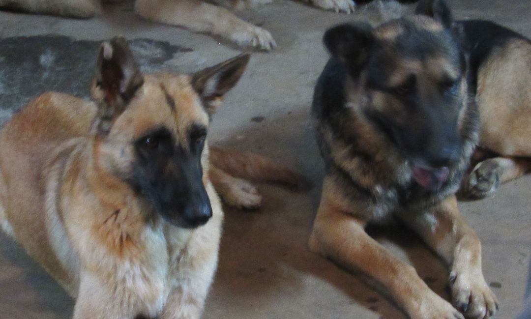 Max, Adoptable, Adult Male German Shepherd Dog.