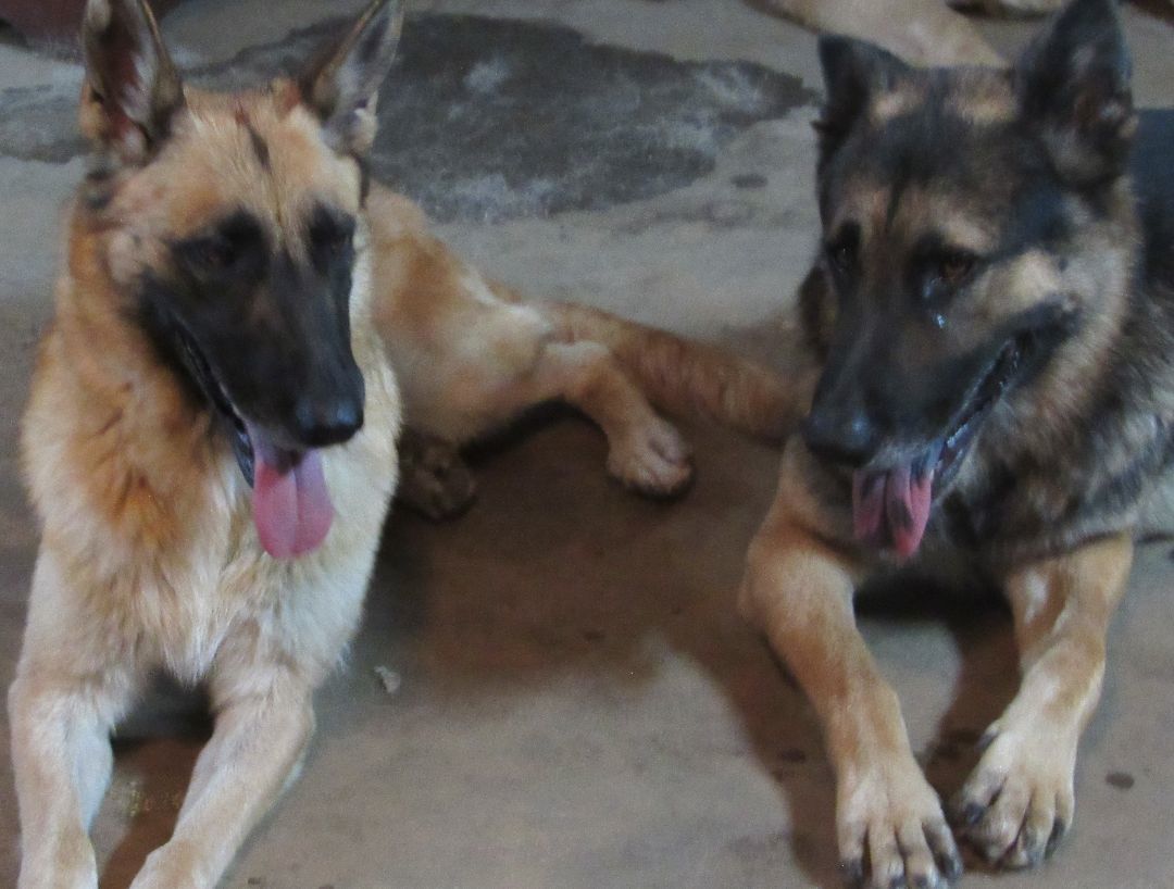 Max, a Adoptable German Shepherd Dog in Rockdale, TX image 2/12