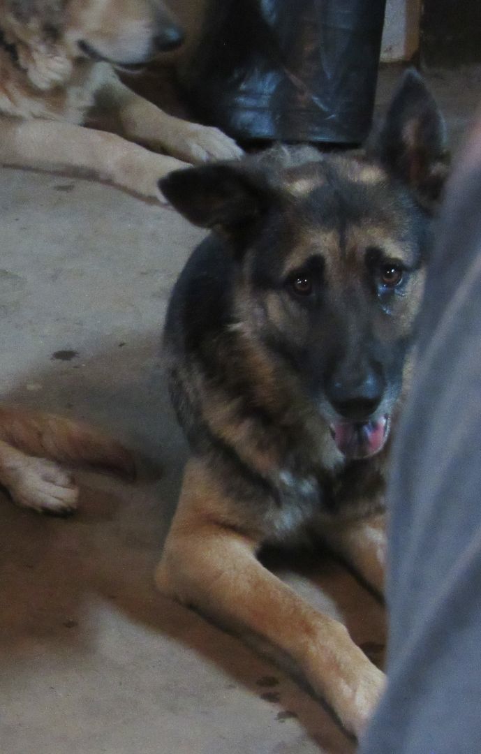 Max, a Adoptable German Shepherd Dog in Rockdale, TX image 3/12