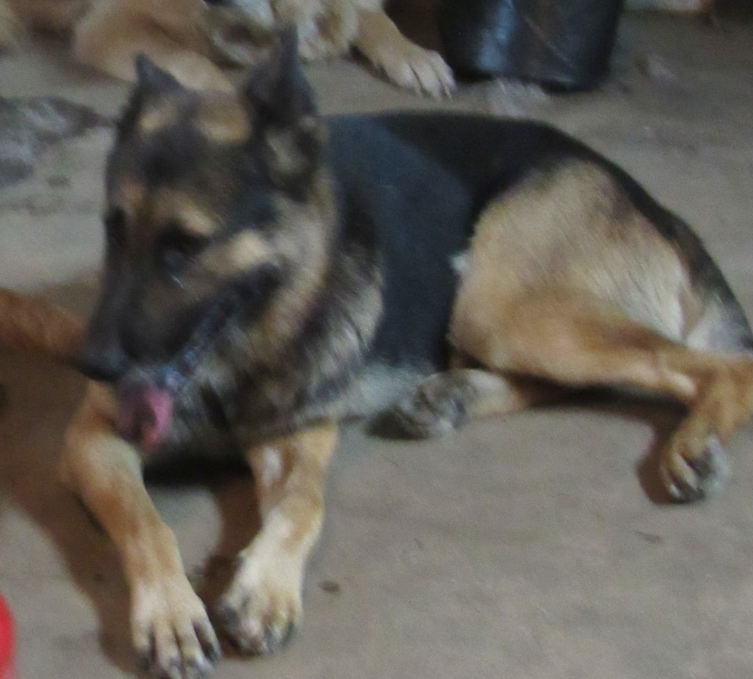 Max, a Adoptable German Shepherd Dog in Rockdale, TX image 4/12