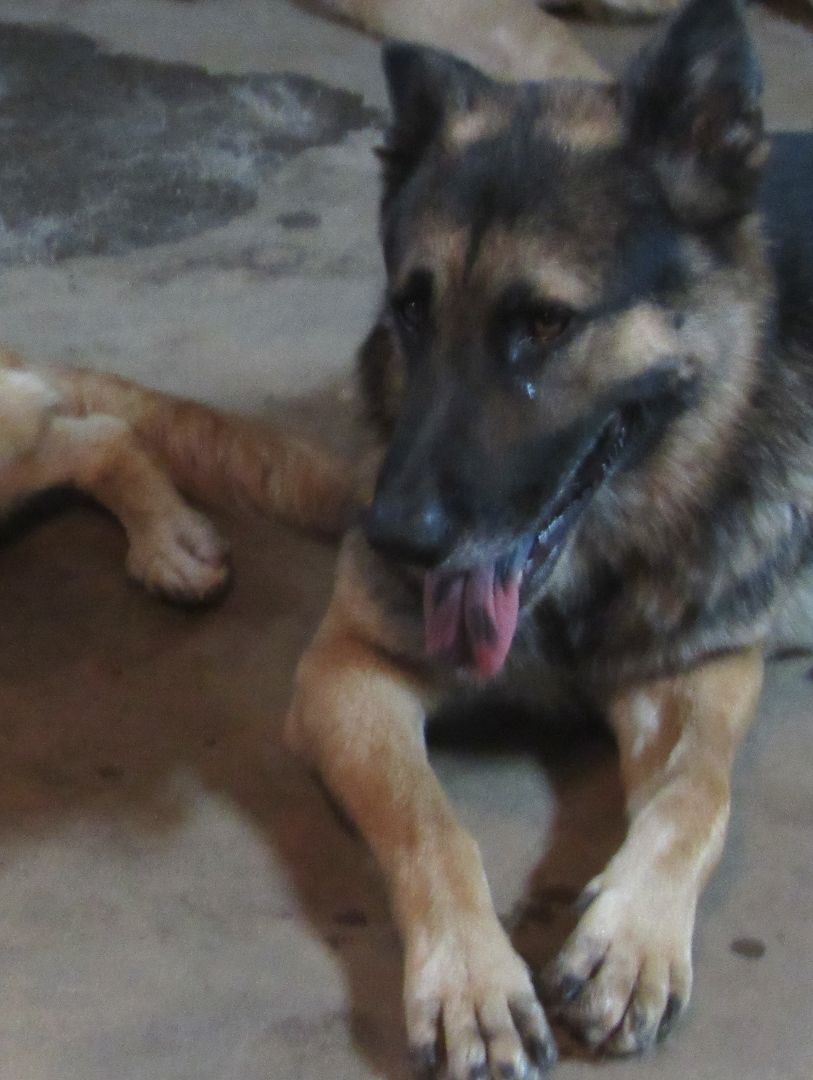 Max, a Adoptable German Shepherd Dog in Rockdale, TX image 5/12