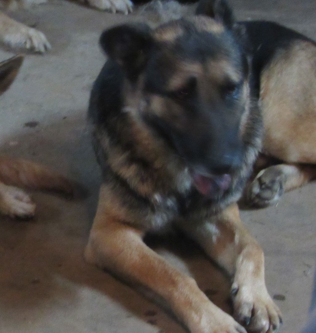 Max, a Adoptable German Shepherd Dog in Rockdale, TX image 6/12