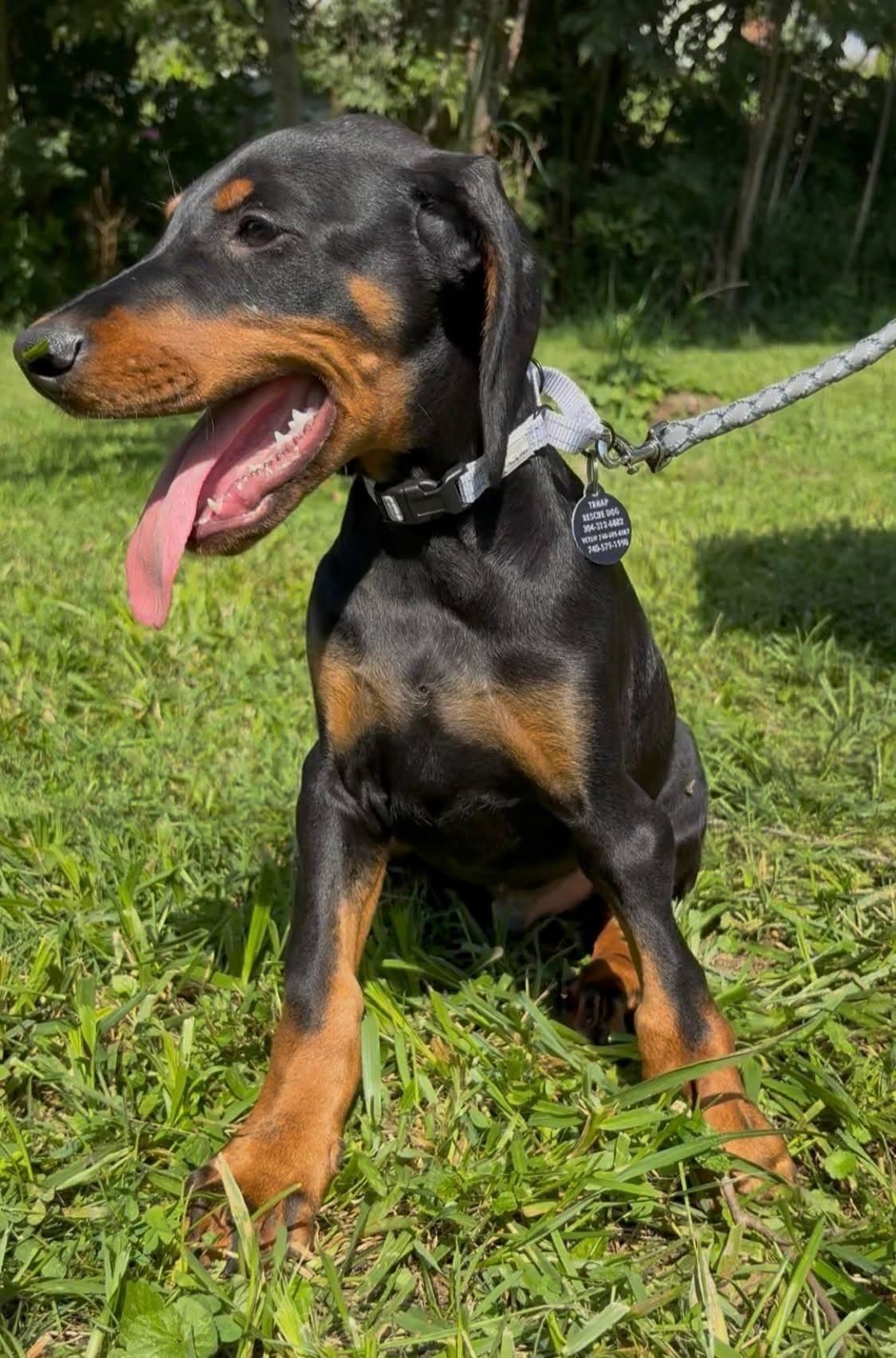 Kyson, an adopted Doberman Pinscher in St. Clairsville, OH image 4/5