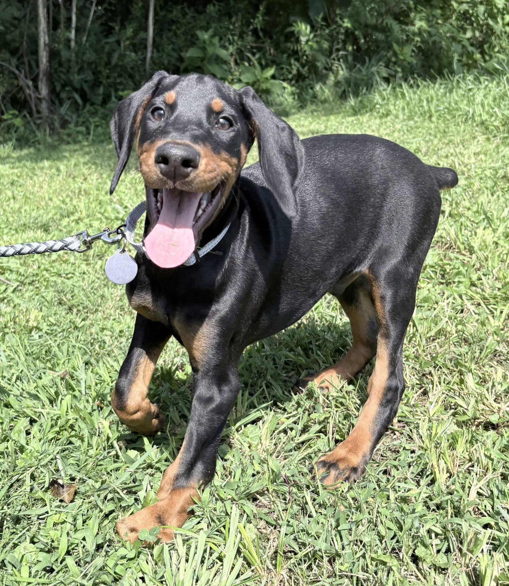 Kyson, adopted, Puppy Male Doberman Pinscher.