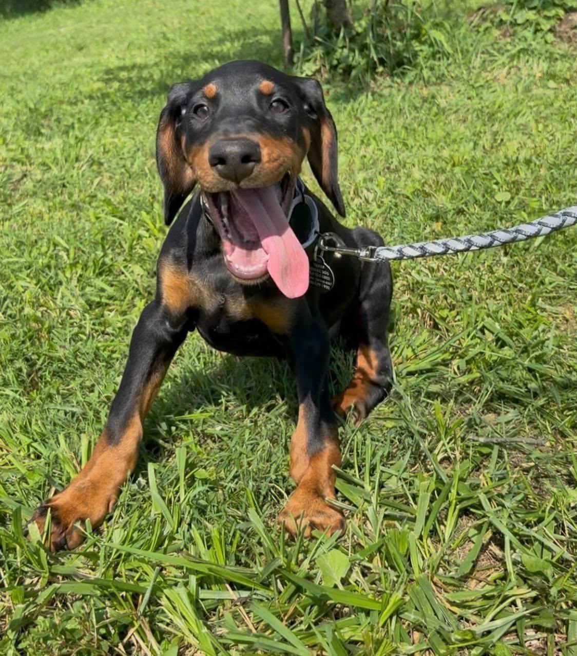Kyson, an adopted Doberman Pinscher in St. Clairsville, OH image 2/5