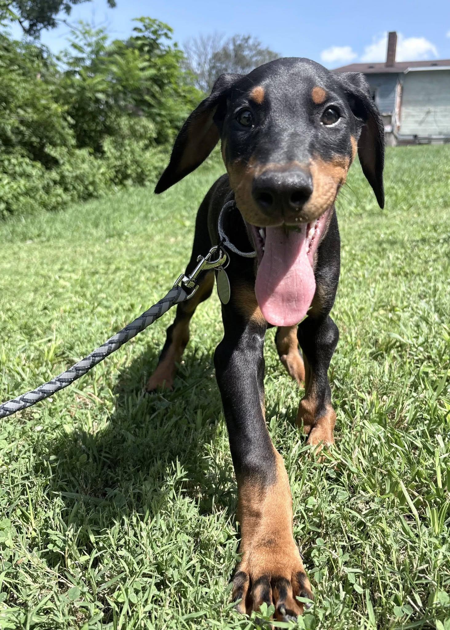 Kyson, an adopted Doberman Pinscher in St. Clairsville, OH image 3/5