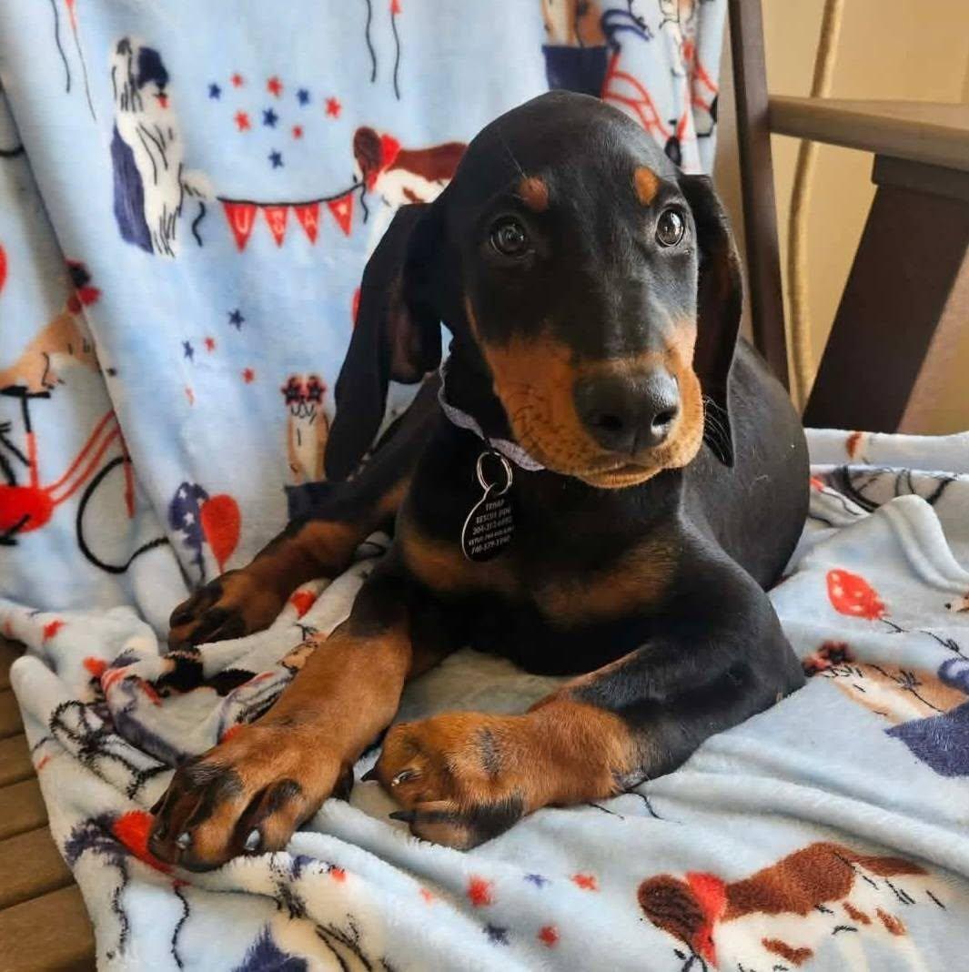 Kyson, an adopted Doberman Pinscher in St. Clairsville, OH image 5/5