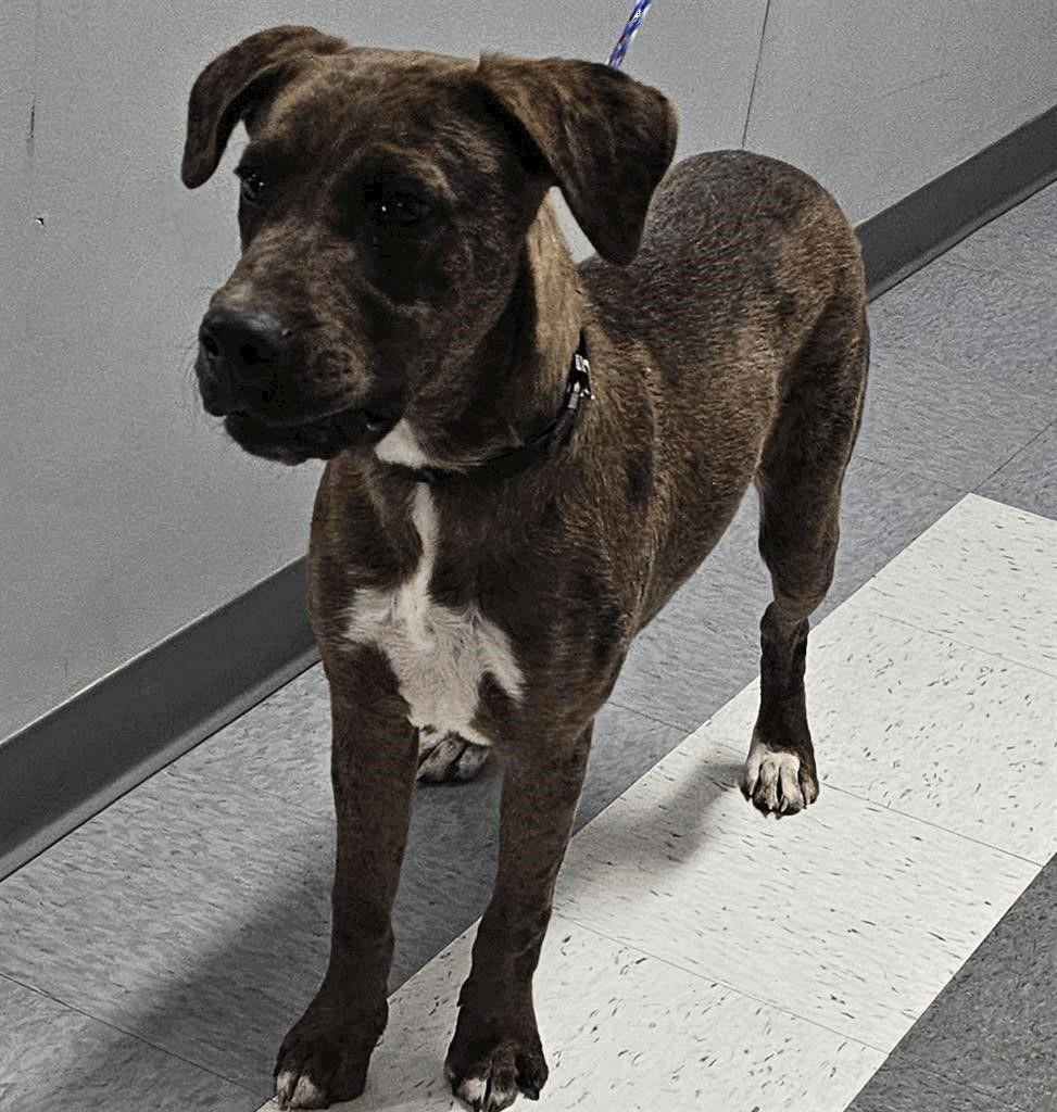 Casino, Adoptable, Puppy Male Boxer.