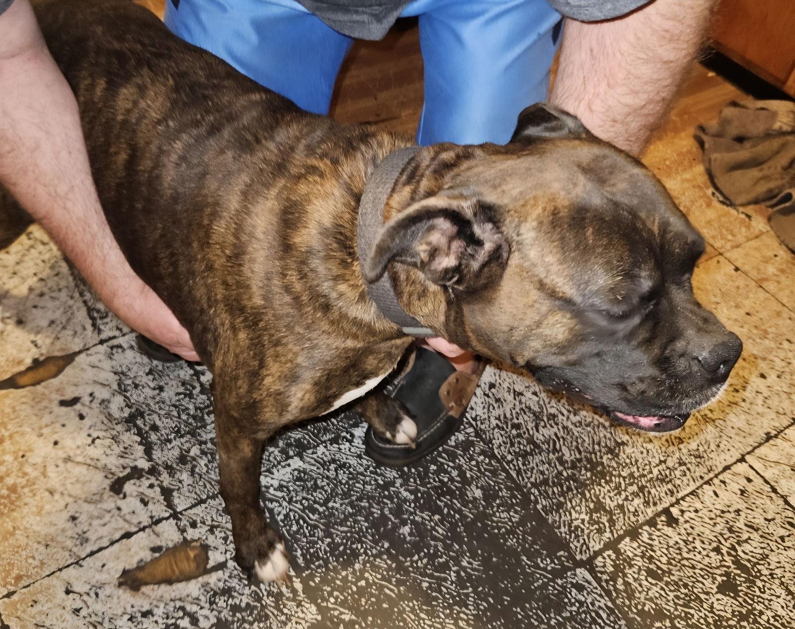 Hannah *Bonded to Nina*, Adoptable, Senior Female Boxer.