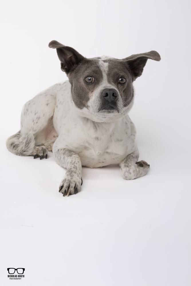 Koa, a Adoptable mixed breed in Palatine, IL image 2/6