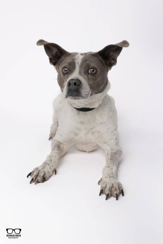 Koa, a Adoptable mixed breed in Palatine, IL image 3/6