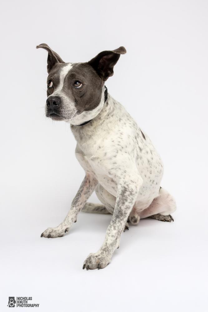Koa, a Adoptable mixed breed in Palatine, IL image 4/6