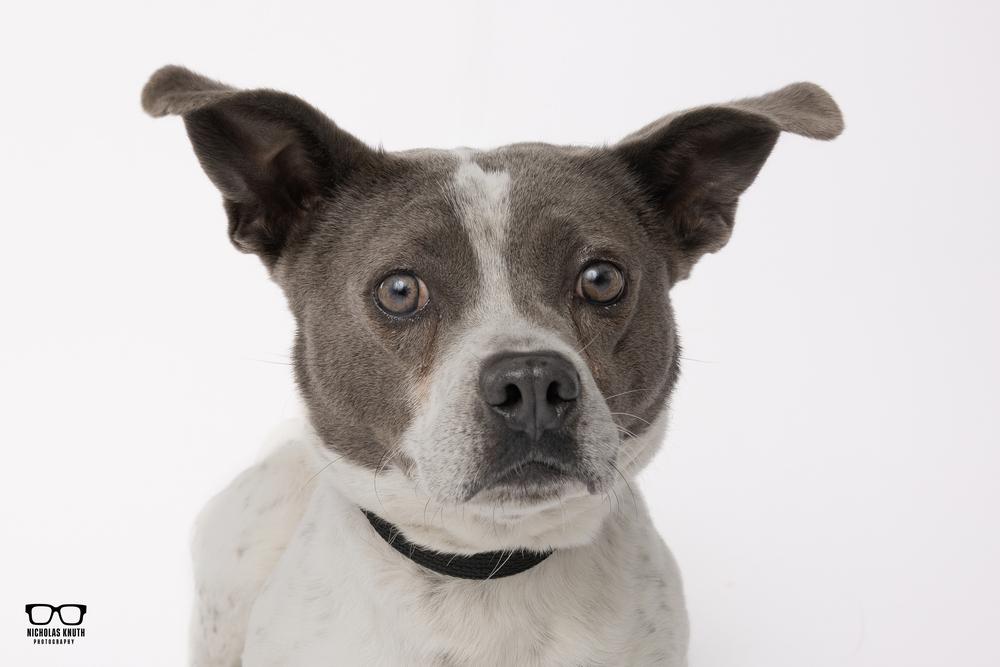 Koa, a Adoptable mixed breed in Palatine, IL image 6/6