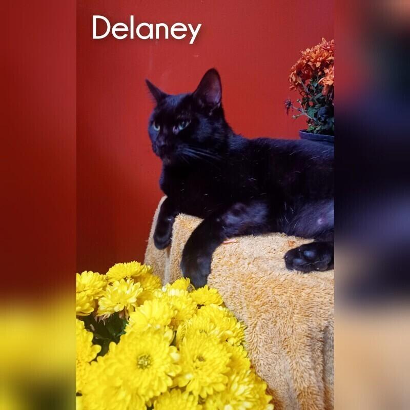 Enlarge Delaney, a Adoptable Domestic Short Hair in Adrian, MI image 1/3