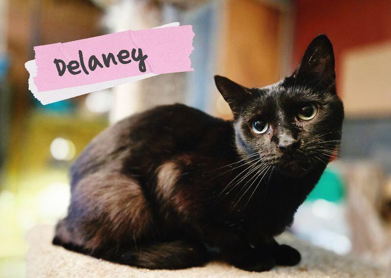Enlarge Delaney, a Adoptable Domestic Short Hair in Adrian, MI image 2/3
