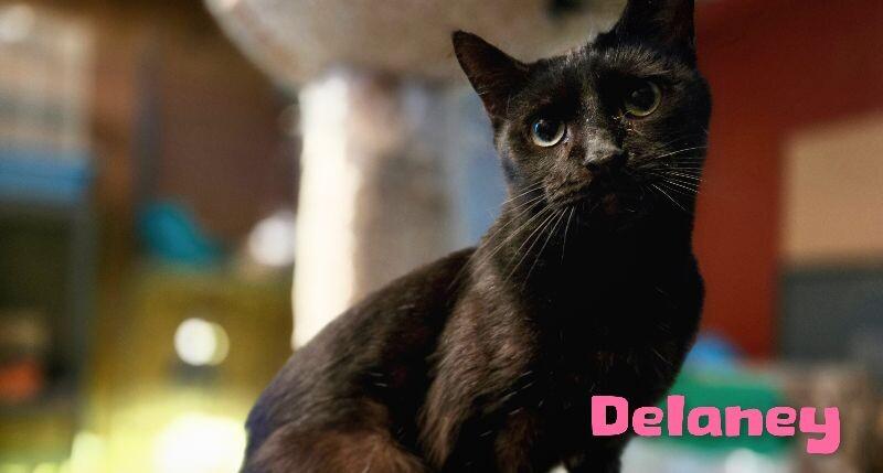 Delaney, Adoptable, Adult Female Domestic Short Hair.