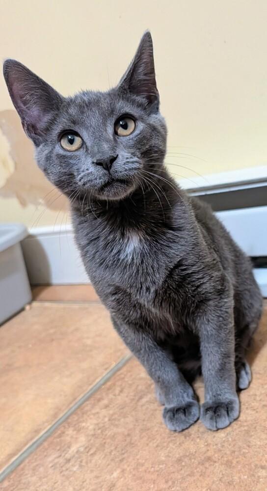 Enlarge Bennie, a Adoptable mixed breed in Louisa, VA image 5/6