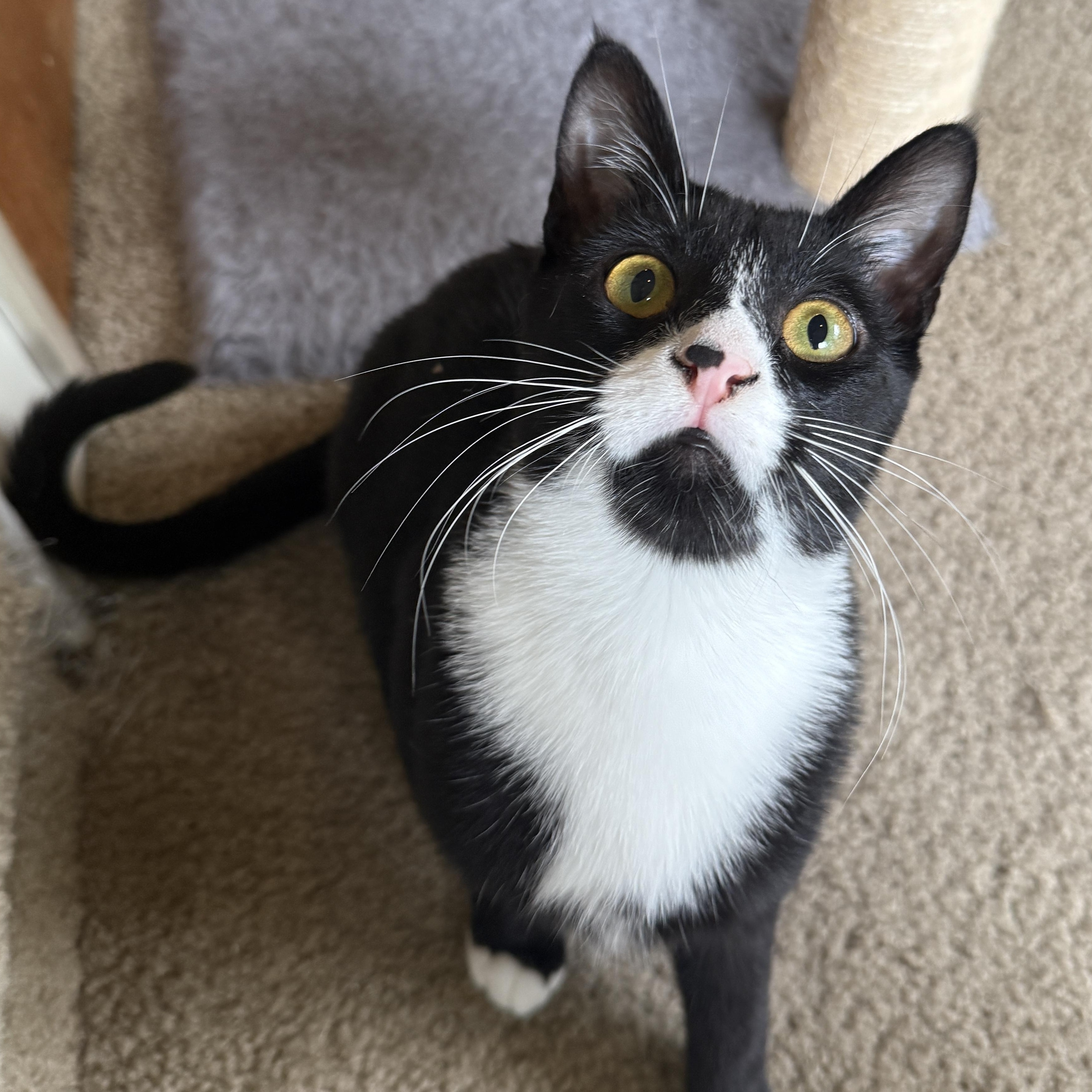 Enlarge Gotwald, an adoptable Tuxedo in Springfield, OR image 2/6