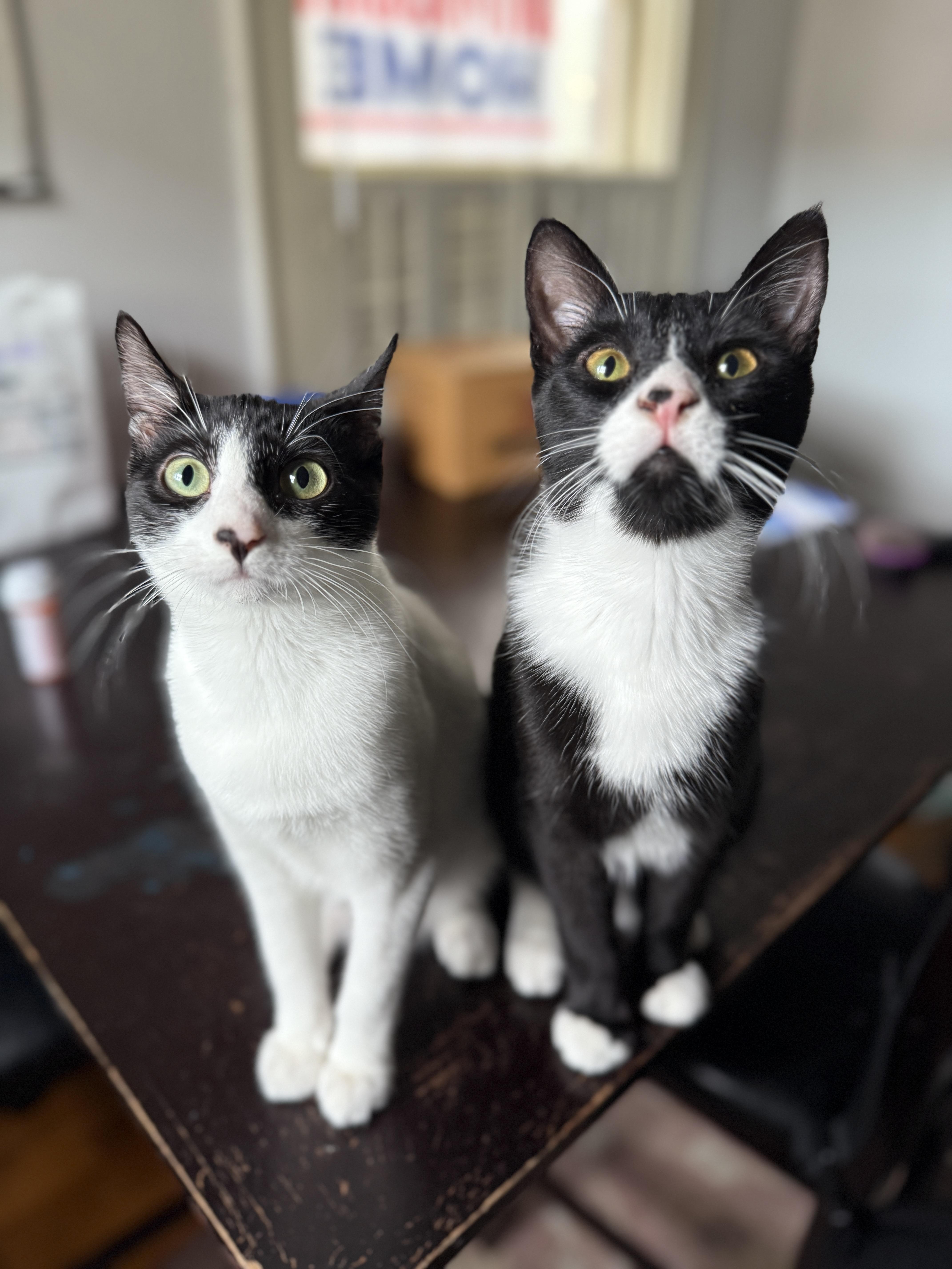 Enlarge Gotwald, an adoptable Tuxedo in Springfield, OR image 6/6