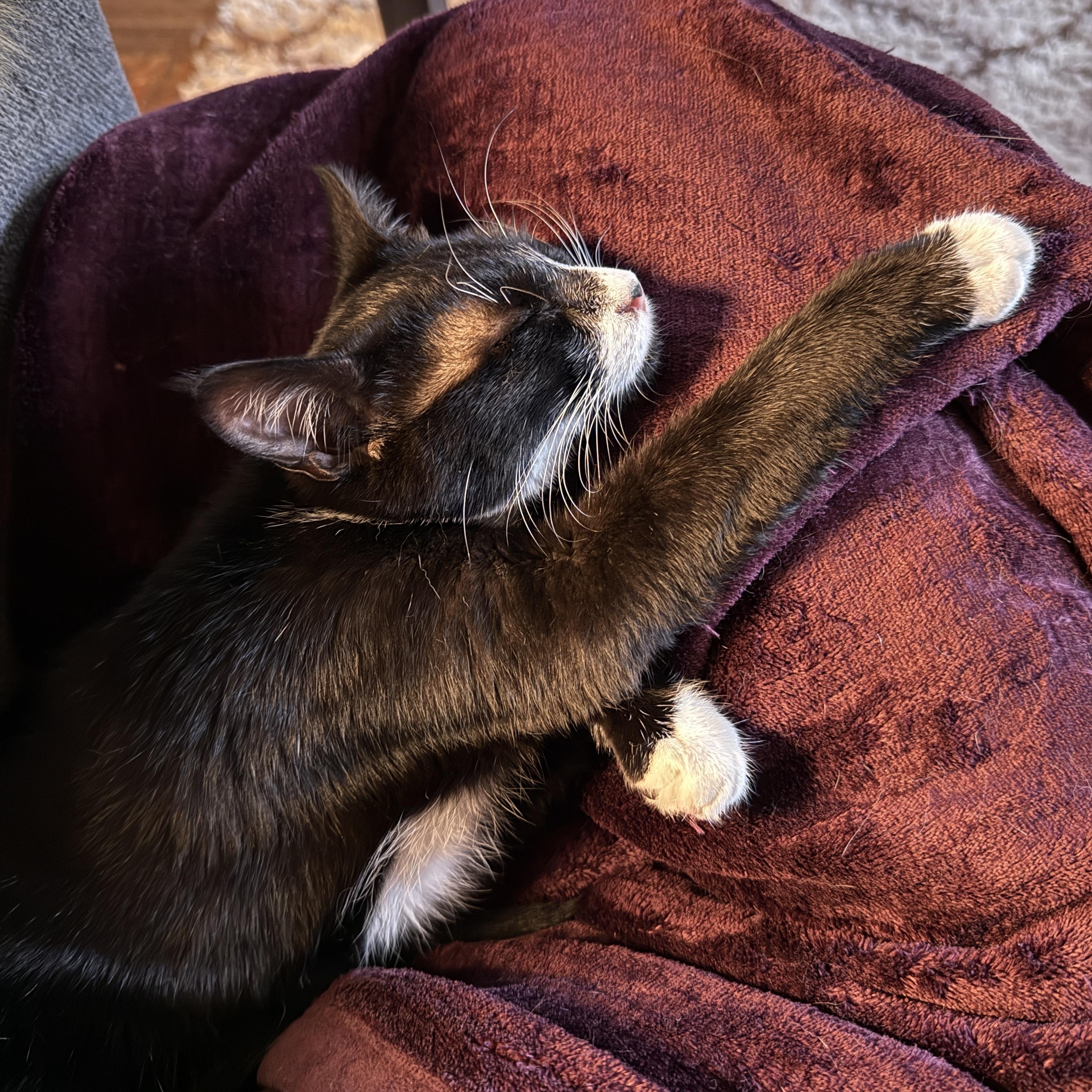 Enlarge Gotwald, an adoptable Tuxedo in Springfield, OR image 3/6