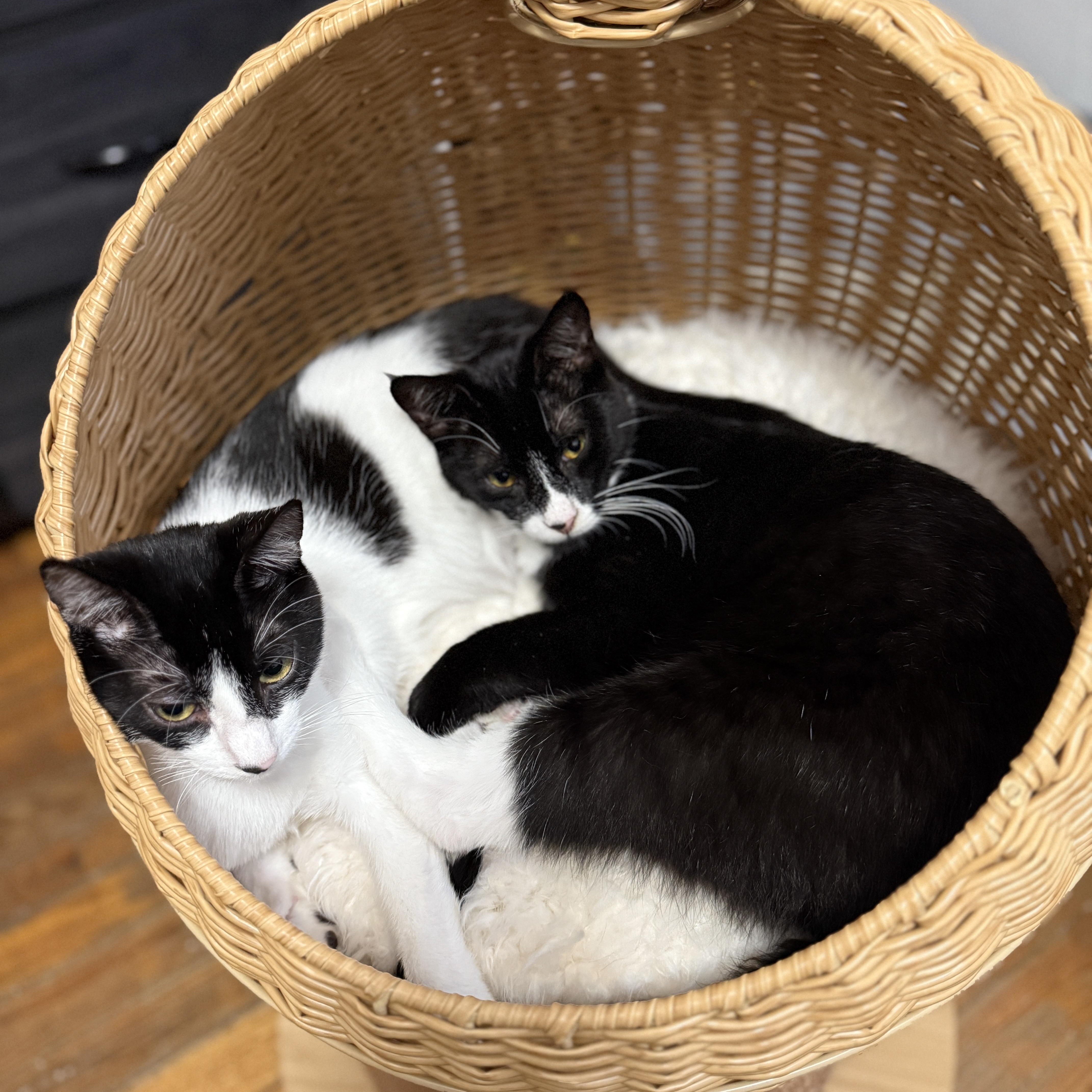 Enlarge Gotwald, an adoptable Tuxedo in Springfield, OR image 5/6