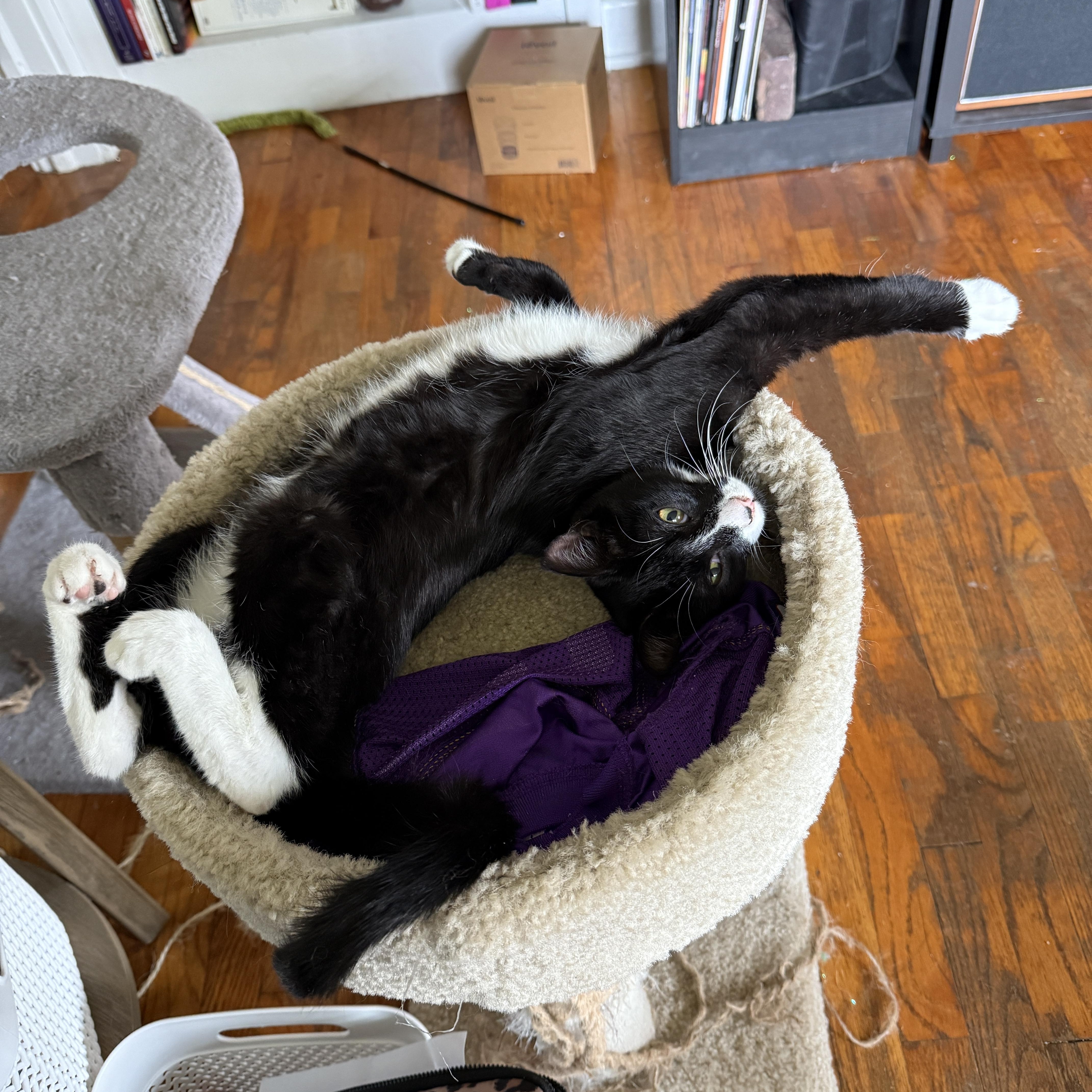 Enlarge Gotwald, an adoptable Tuxedo in Springfield, OR image 4/6