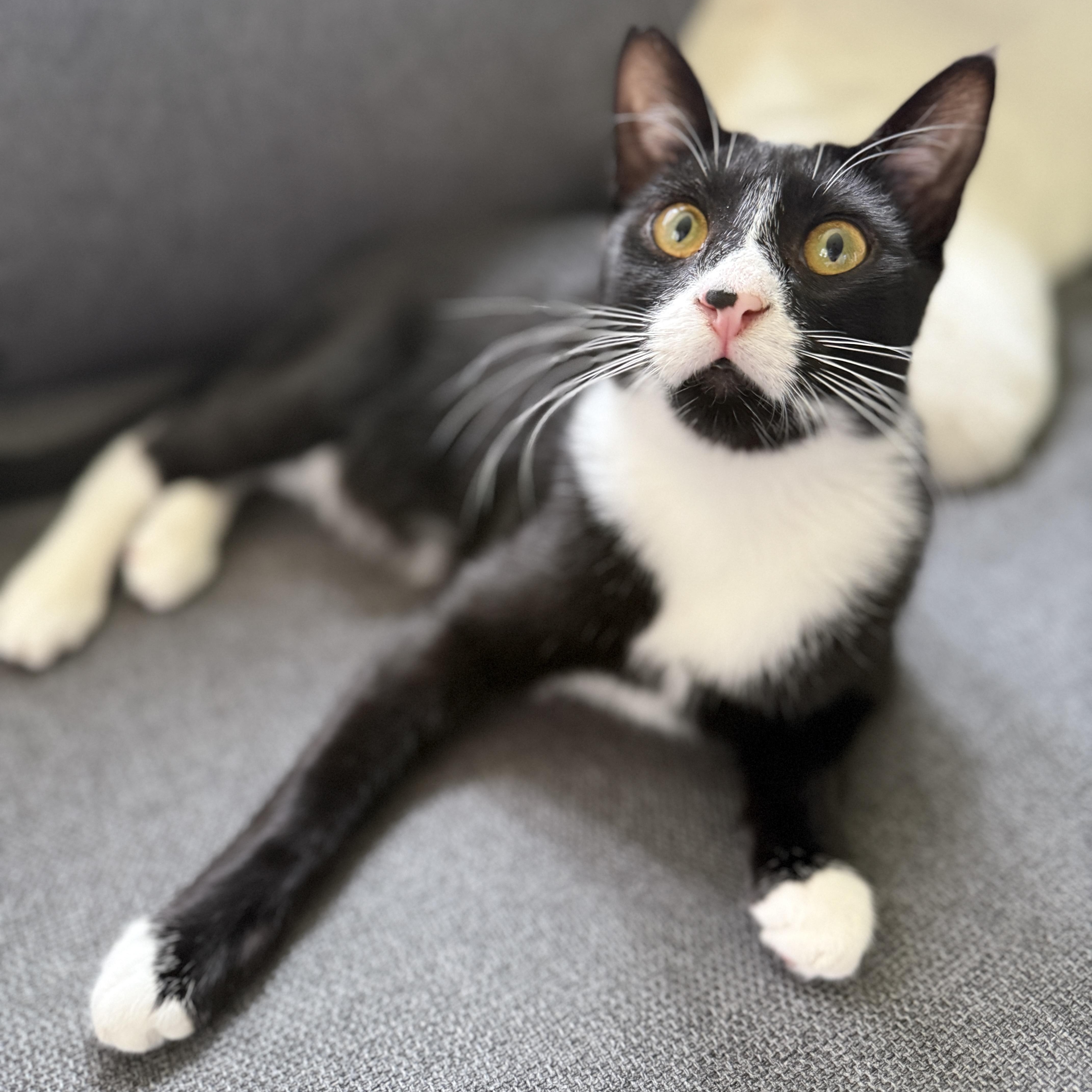 Gotwald, adoptable, Young Male Tuxedo.