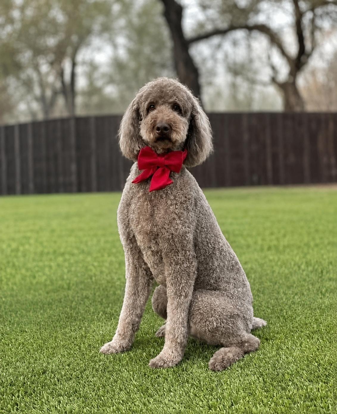 Enlarge Luca, an adopted mixed breed in Southport, CT image 2/6