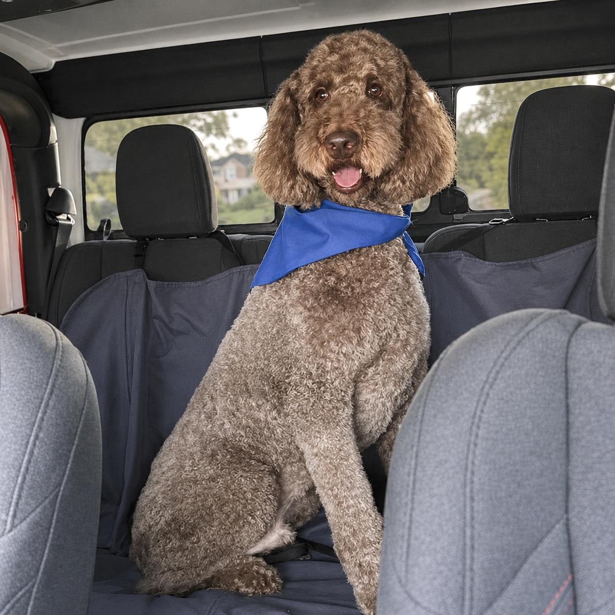 Enlarge Luca, an adopted mixed breed in Southport, CT image 4/6