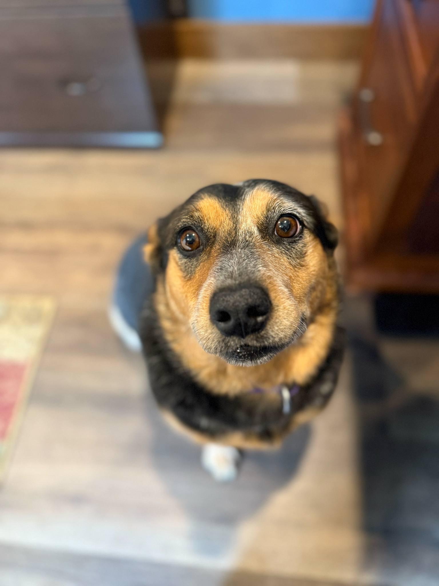 Dixie, Adult Female Australian Cattle Dog / Blue Heeler