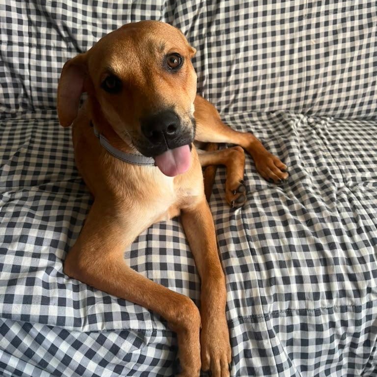 Enlarge Nemo, a Adopted mixed breed in Warminster, PA image 1/6