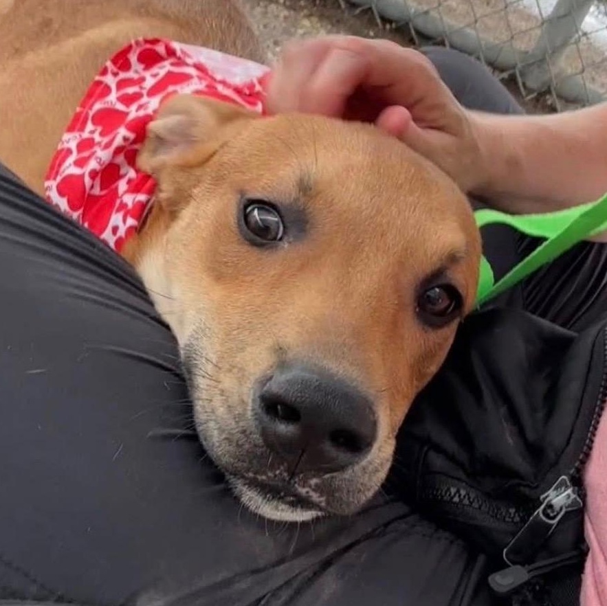 Enlarge Nemo, a Adopted mixed breed in Warminster, PA image 3/6