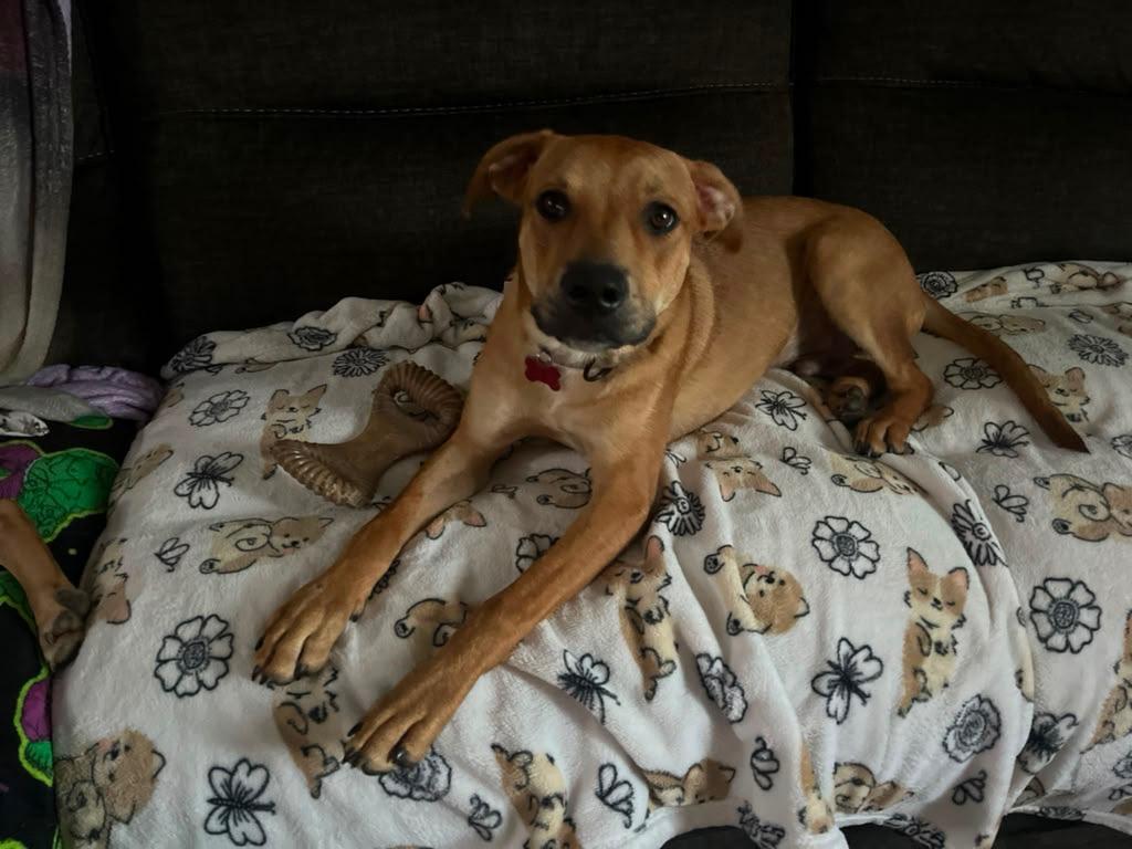 Enlarge Nemo, a Adopted mixed breed in Warminster, PA image 4/6
