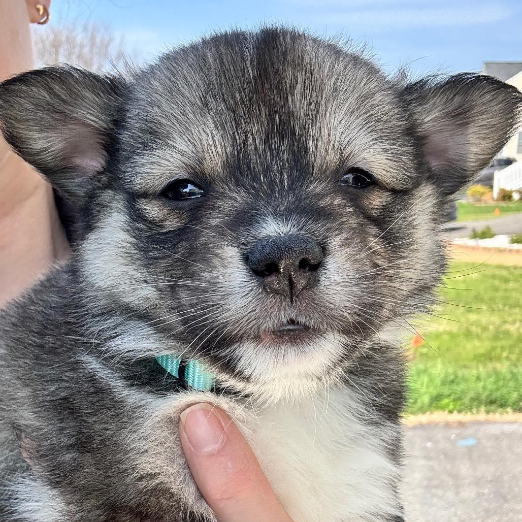 Enlarge Redken, an adopted mixed breed in Richmond, VA image 3/4