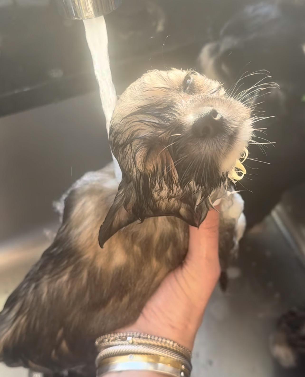 Enlarge Redken, an adopted mixed breed in Richmond, VA image 4/4