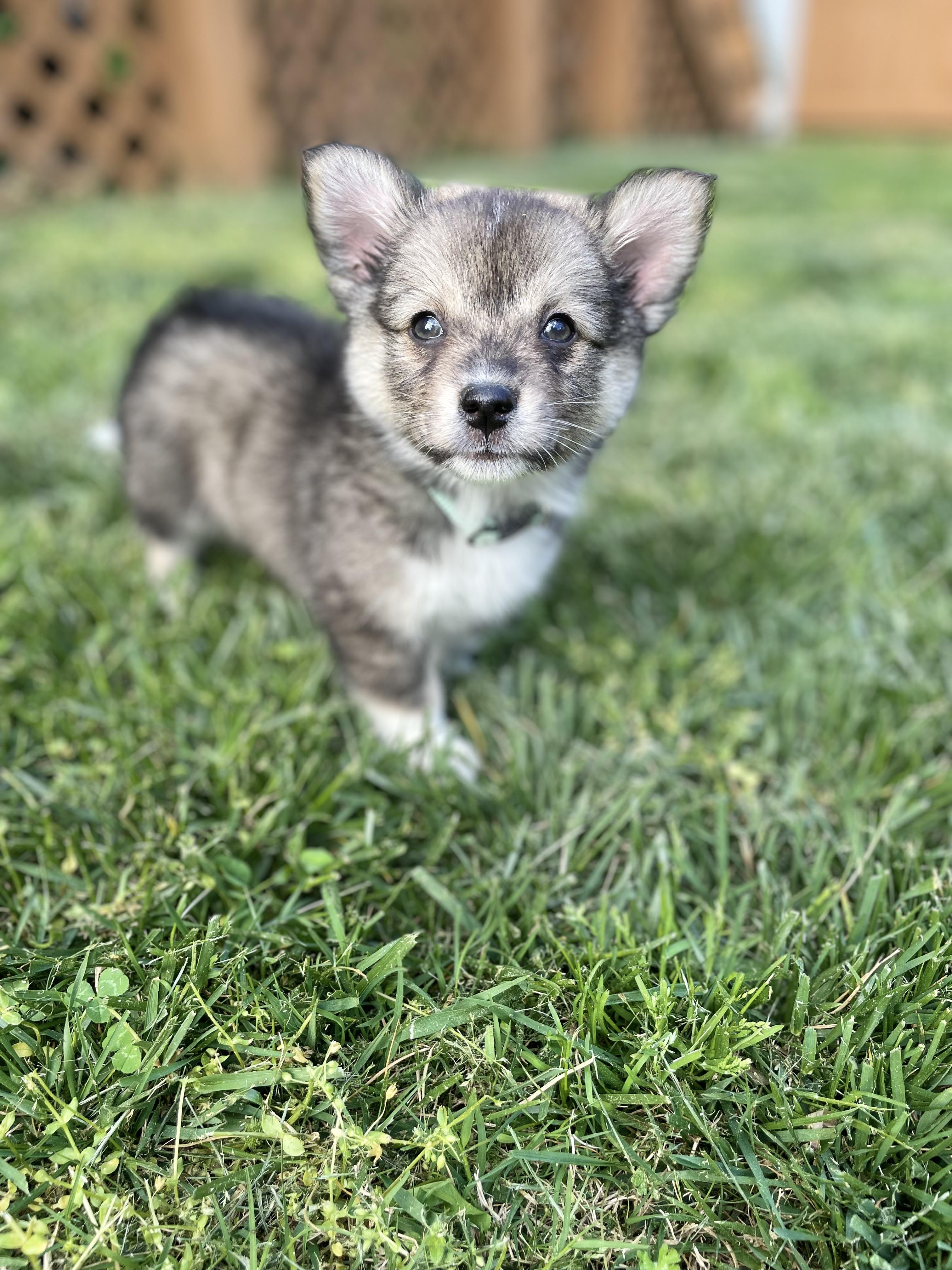 Redken, adopted, Puppy Male American Eskimo Dog & Pembroke Welsh Corgi.