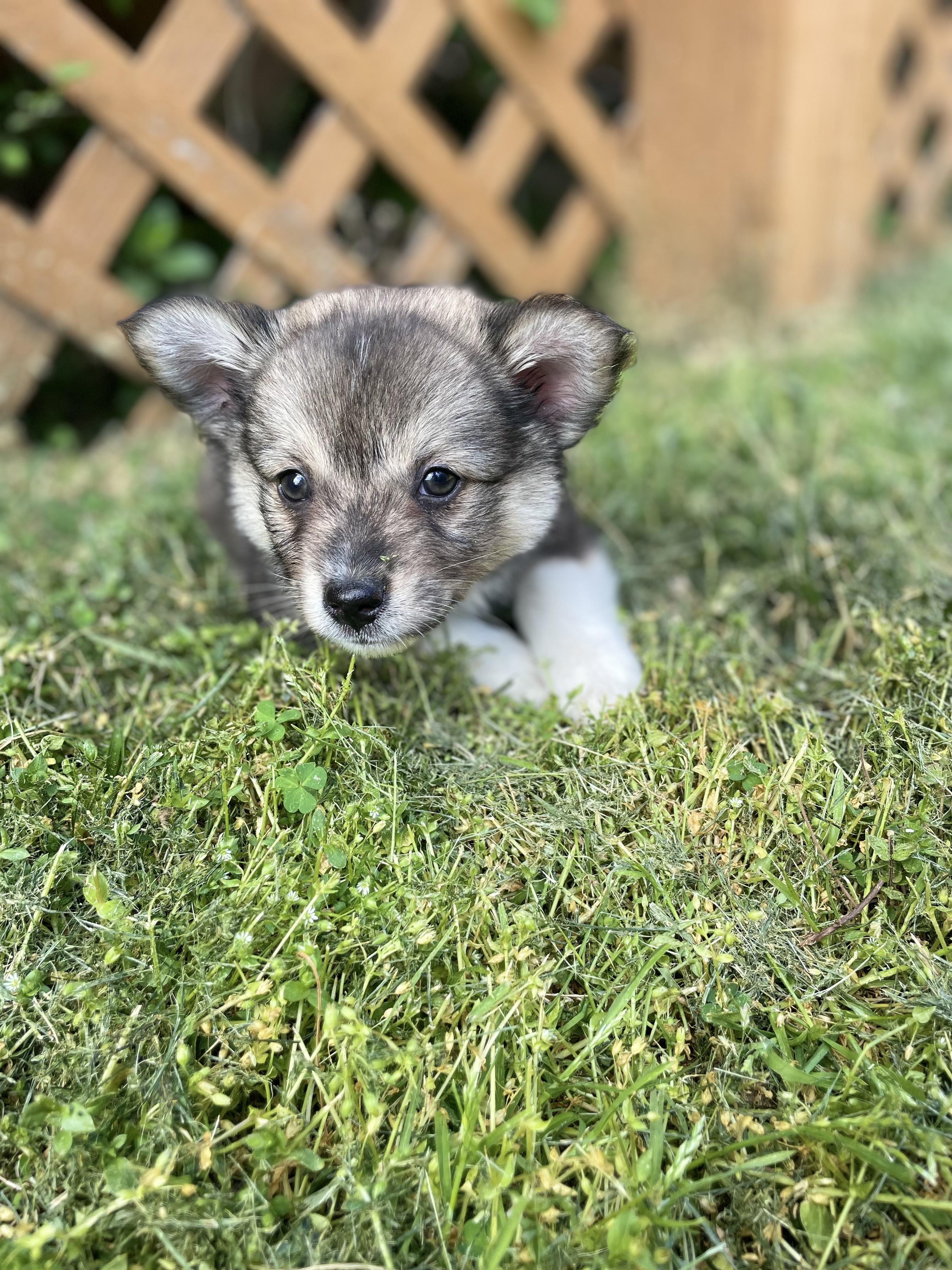 Enlarge Redken, an adopted mixed breed in Richmond, VA image 2/4