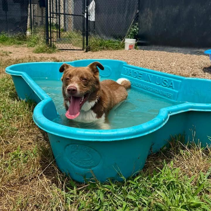 Hershey, Adoptable, Adult Male Nova Scotia Duck Tolling Retriever & Border Collie.
