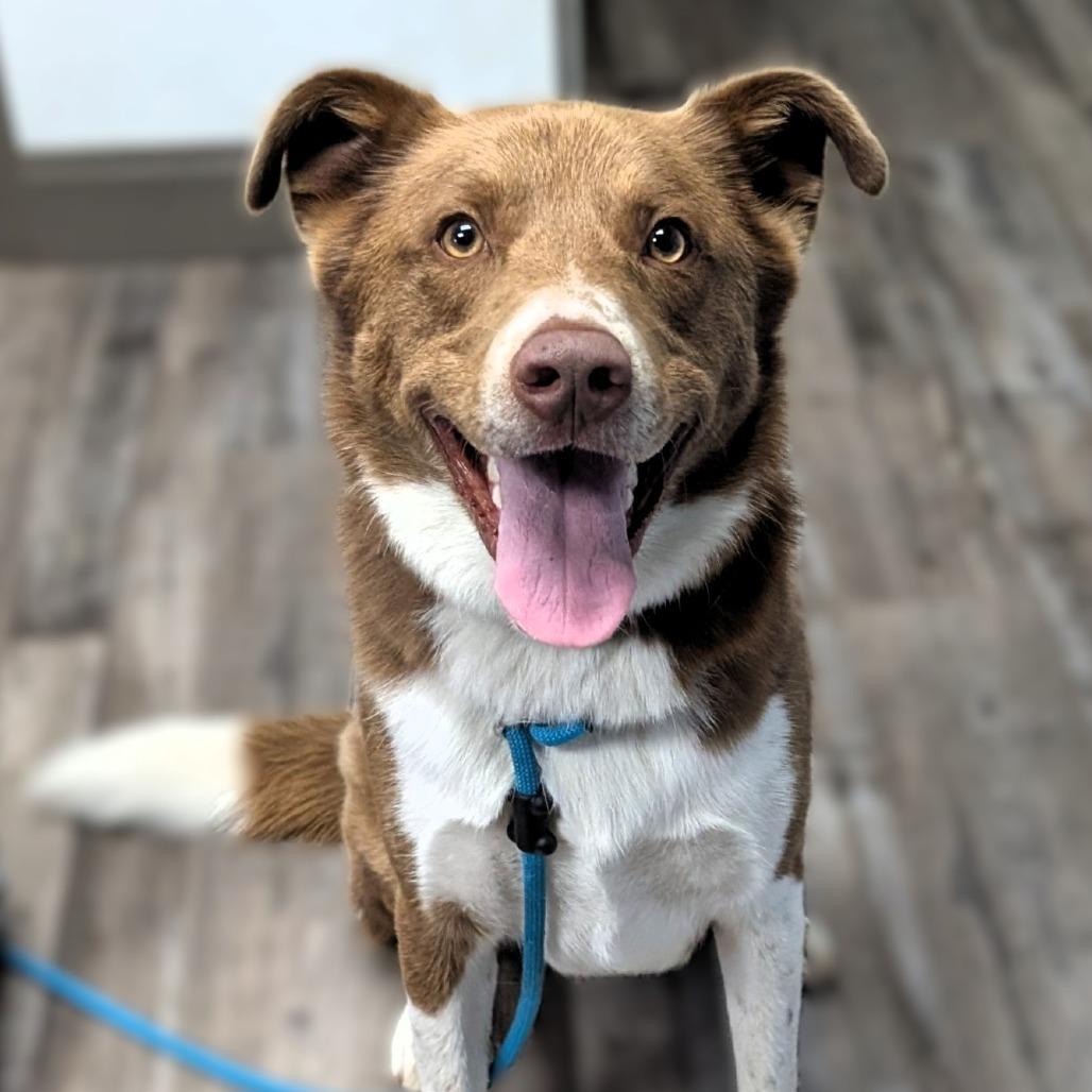 Enlarge Hershey, a Adoptable mixed breed in Buchanan Dam, TX image 2/2