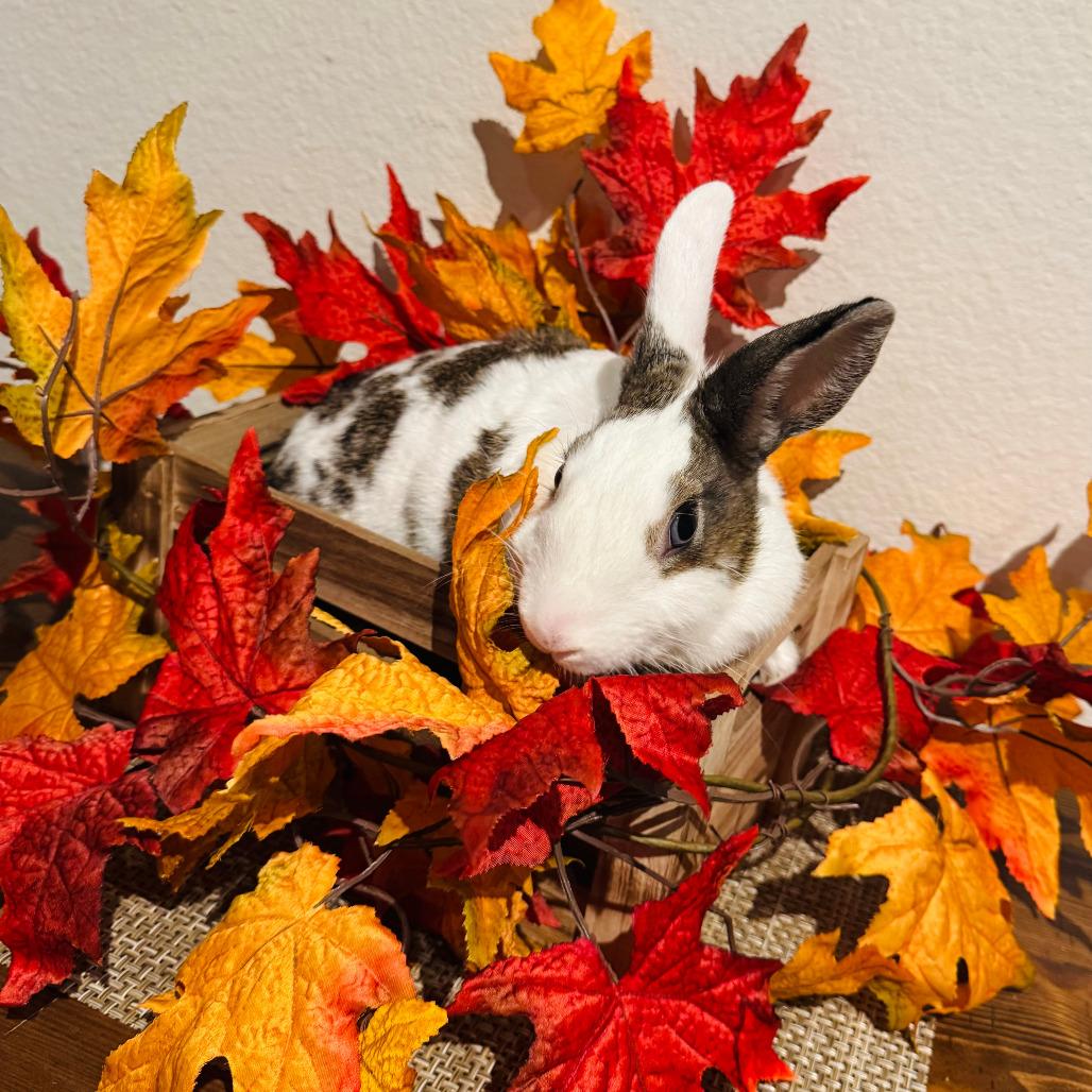 Ivy, a Adoptable Dutch in The Woodlands, TX image 1/3