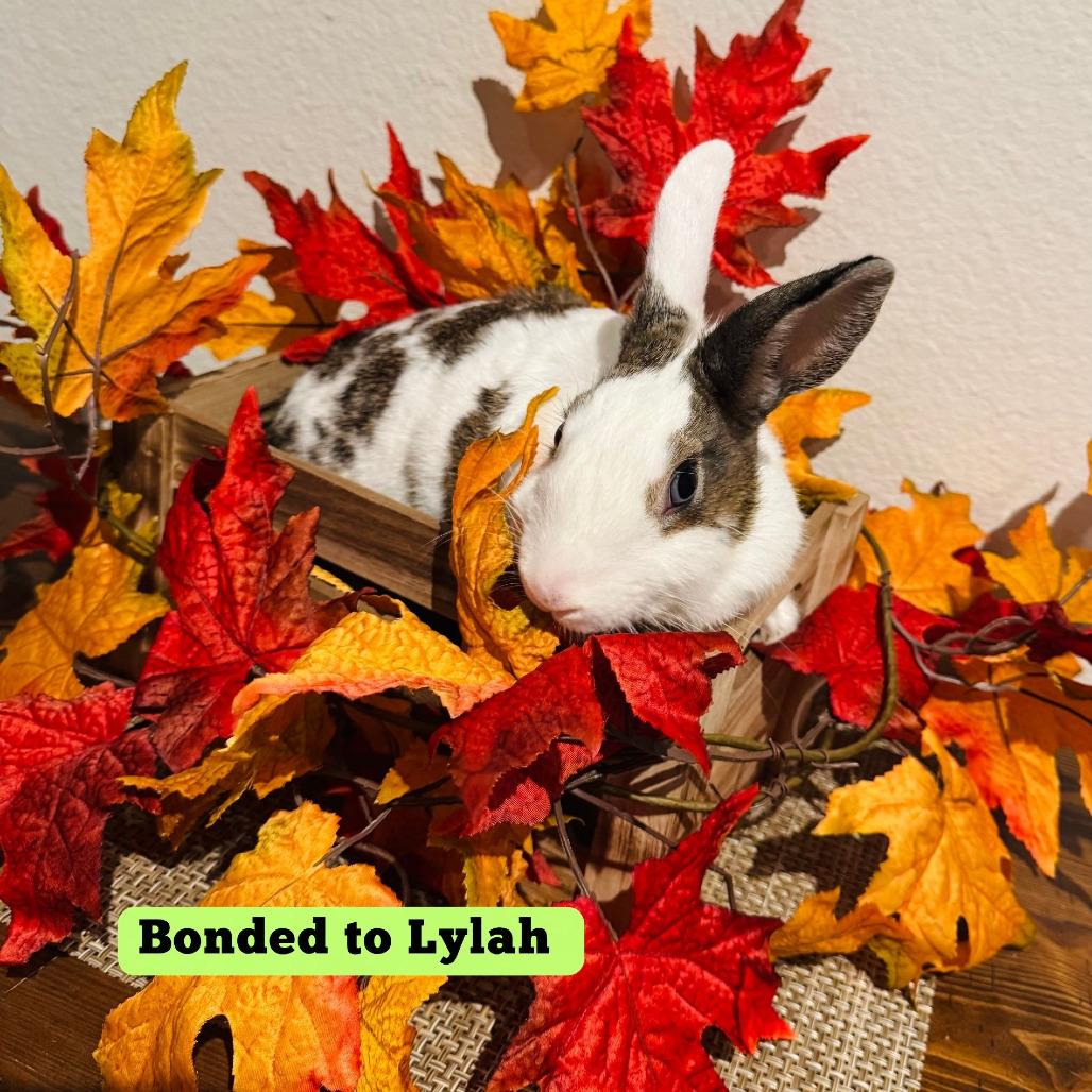 Ivy, a Adoptable Dutch in The Woodlands, TX image 2/3