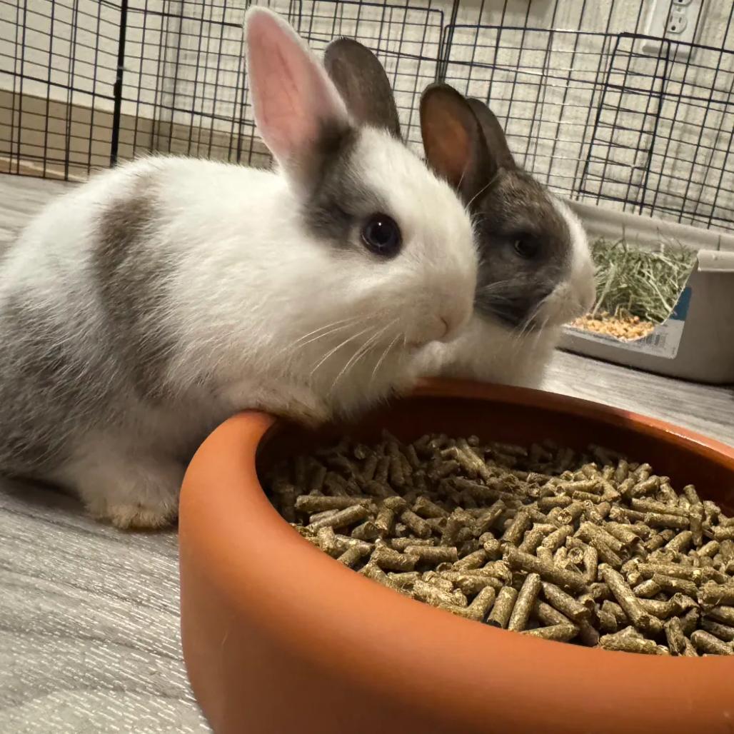 Ivy, a Adoptable Dutch in The Woodlands, TX image 3/3