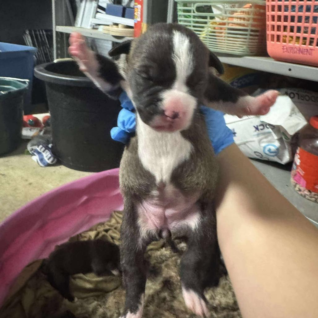Enlarge Tulsi, a Adoptable Labrador Retriever in Franklin, TN image 1/1