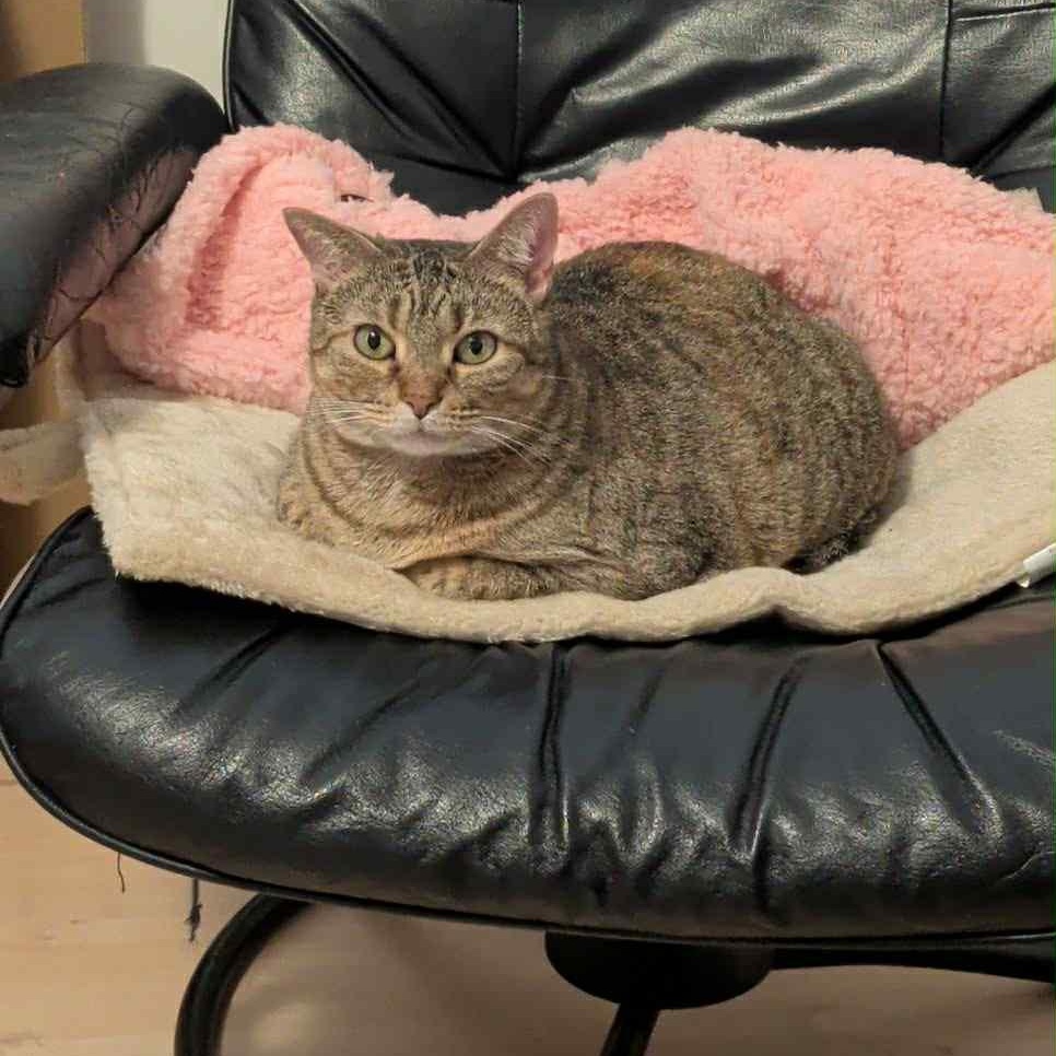 Billie , adoptable, Young Female Abyssinian.