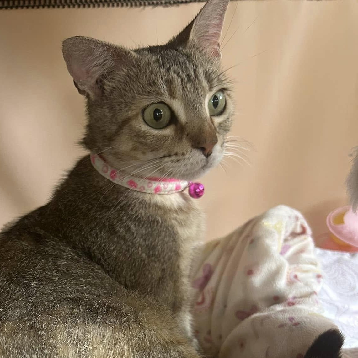 Enlarge Billie, an adoptable Abyssinian in Portland, OR image 2/5