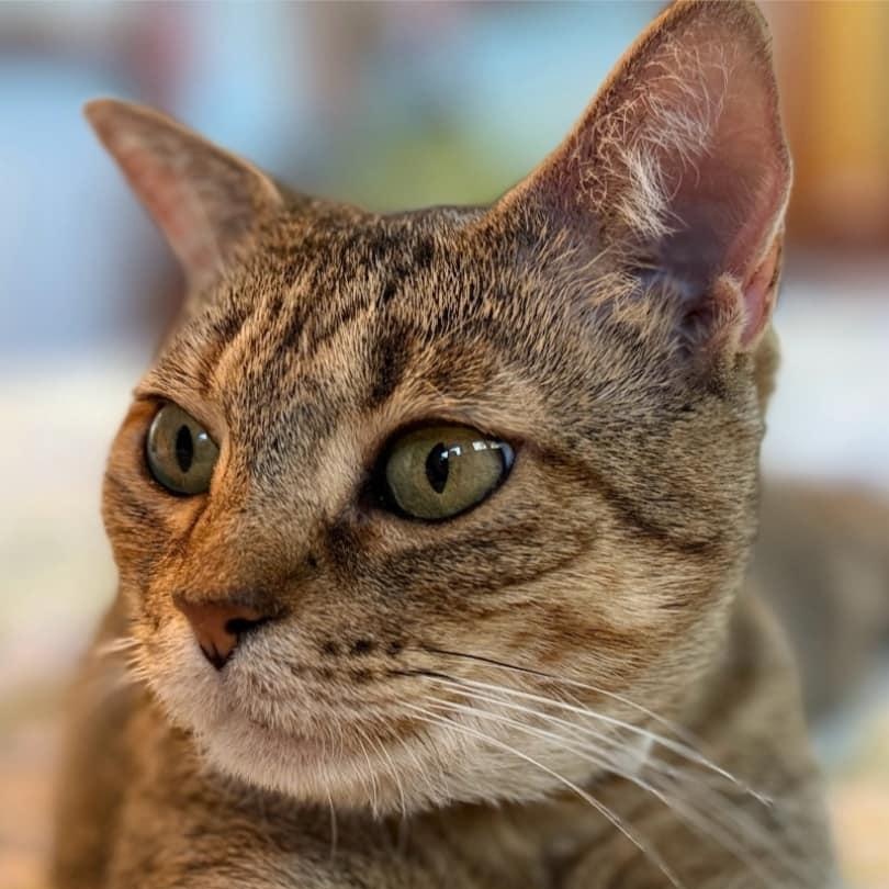 Enlarge Billie, an adoptable Abyssinian in Portland, OR image 3/5