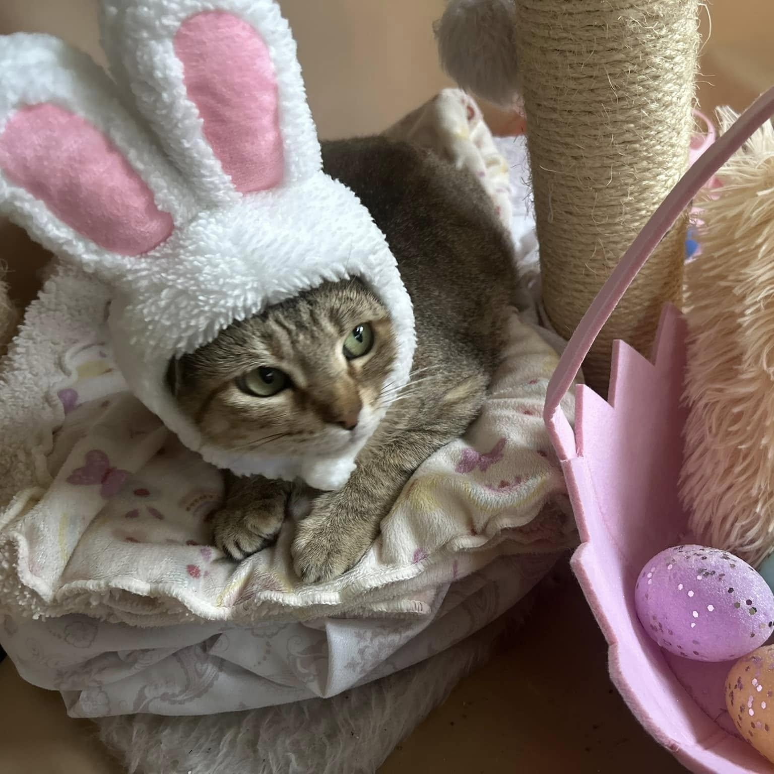 Enlarge Billie, an adoptable Abyssinian in Portland, OR image 1/5